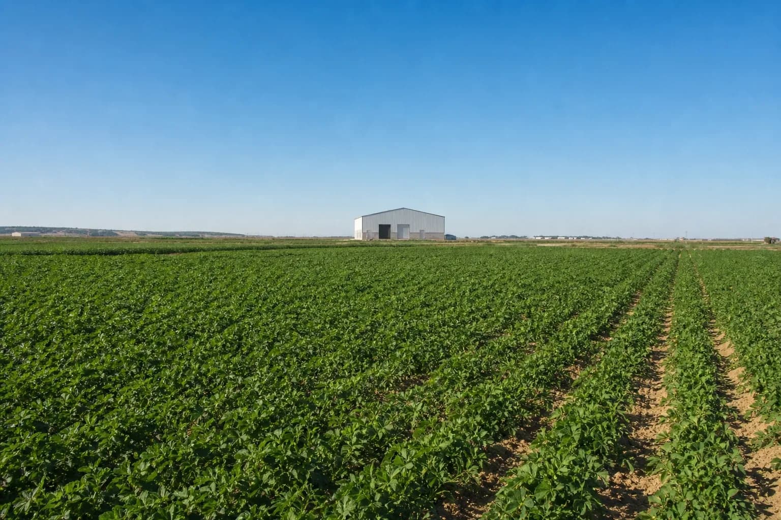 Finca agrícola de regadío en la Vega del Guadalquivir, Carmona, Sevilla — foto 1