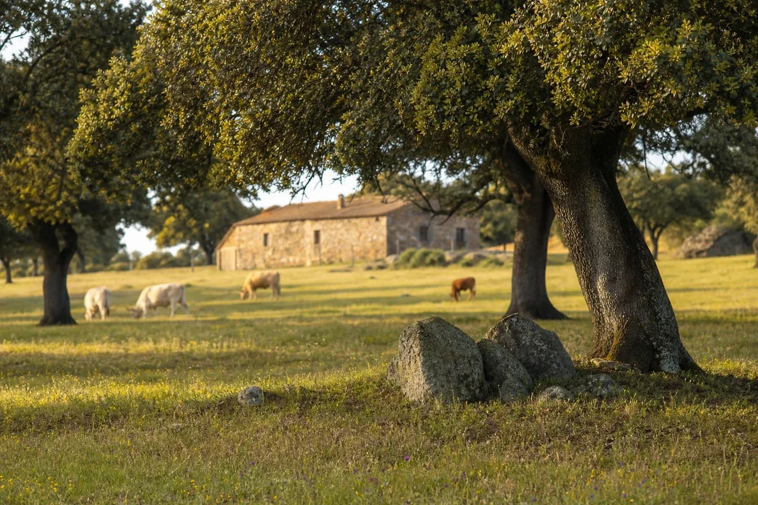 Finca ganadera de dehesa en Alba de Tormes, Salamanca, con casa de guarda — foto 1