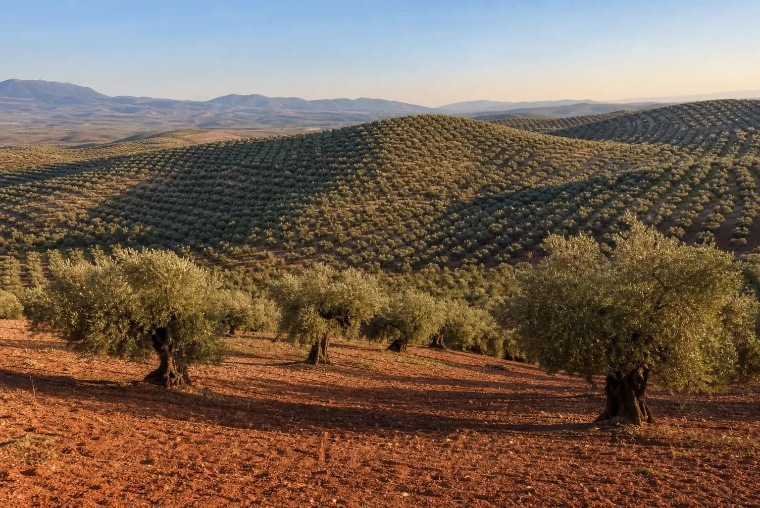 Olivar tradicional en producción cerca de Baeza, Jaén — foto 1