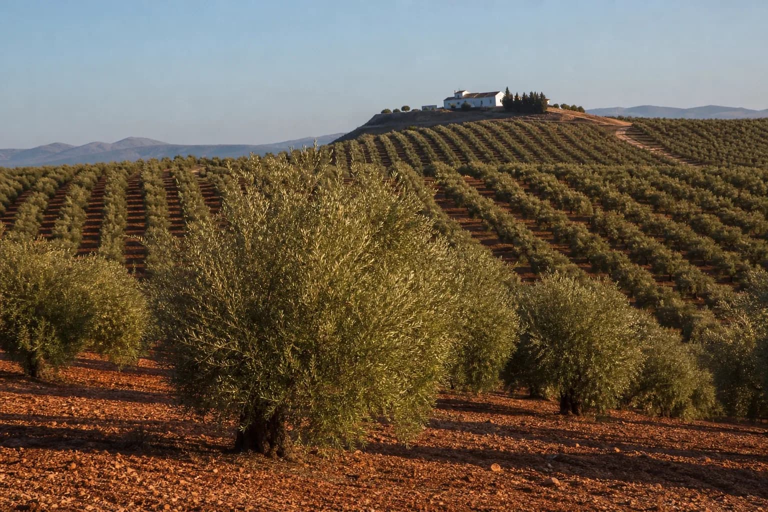 Olivar en producción en Baena, Córdoba, dentro de la Denominación de Origen — foto 1