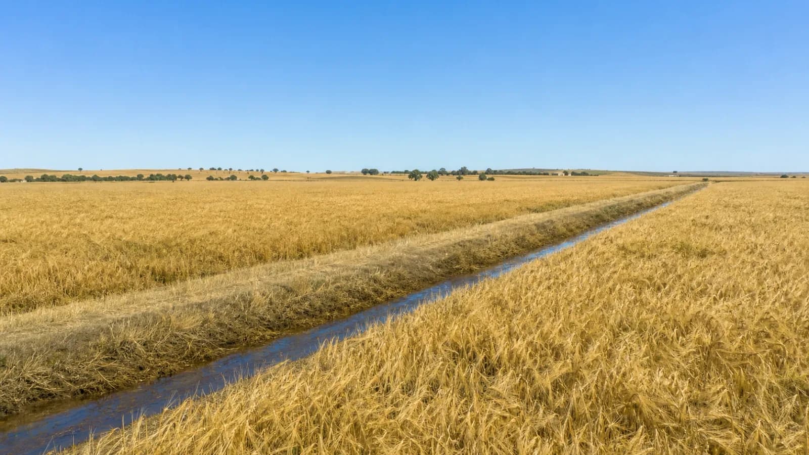 Finca agrícola con regadío en Carmona — foto 1