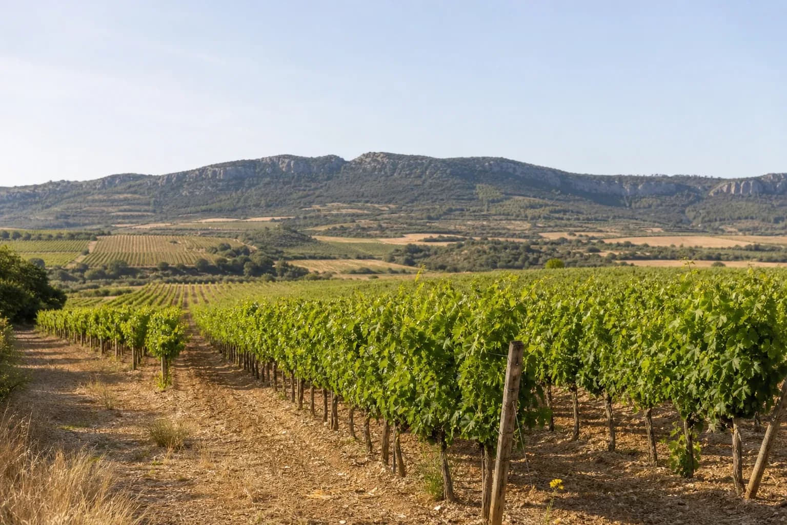 Viñedo en Huesca — foto 1