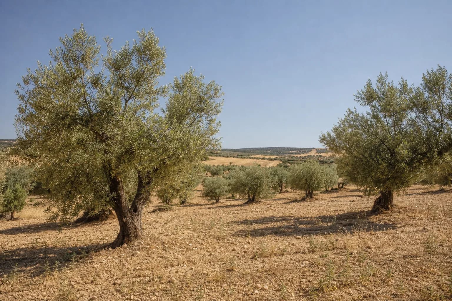 Olivar en Albacete — foto 1